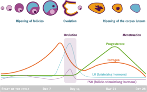 Menstrual Cycle Image