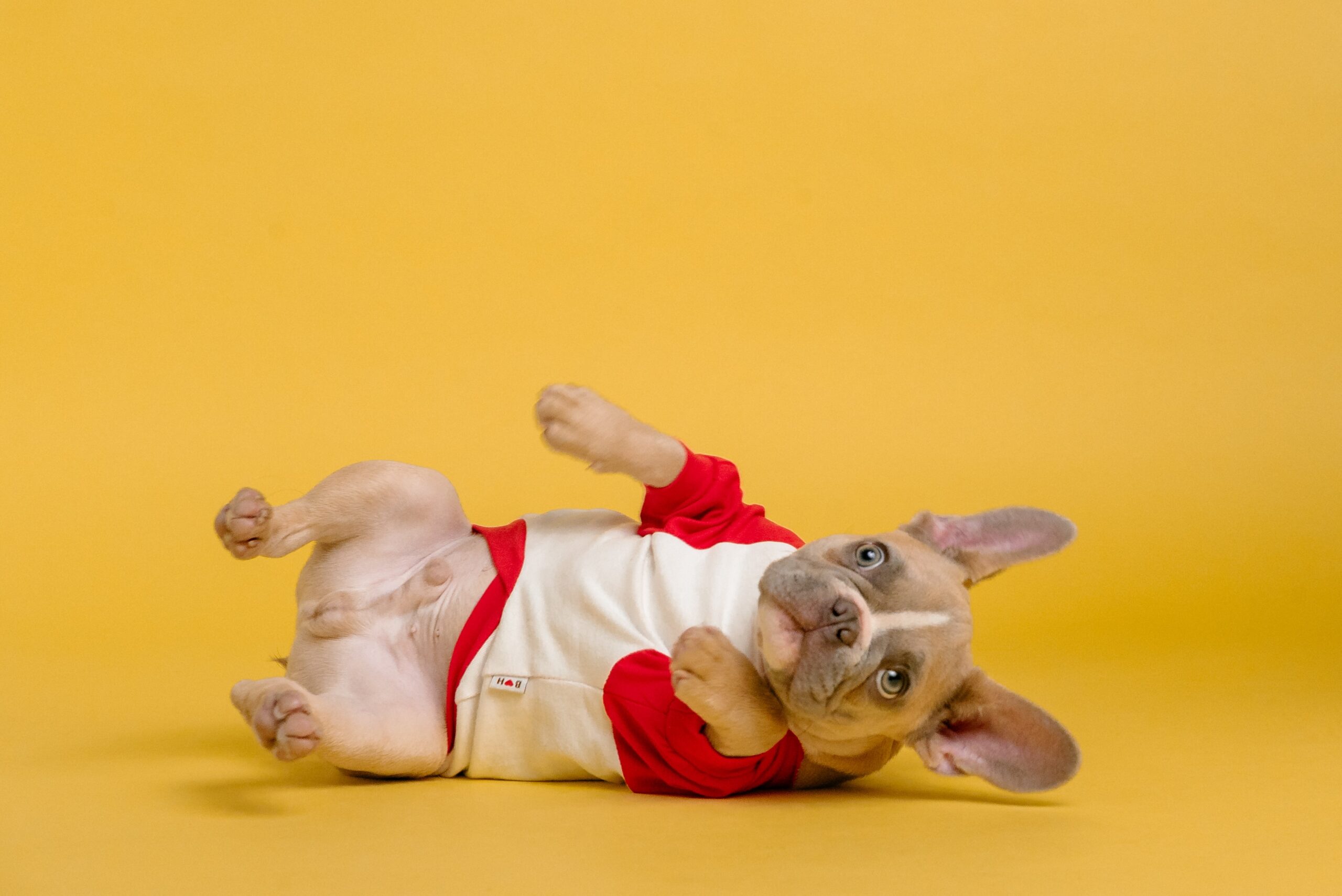 cute french bulldog puppy lying on back